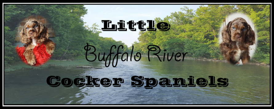 Little Buffalo River Cocker Spaniels